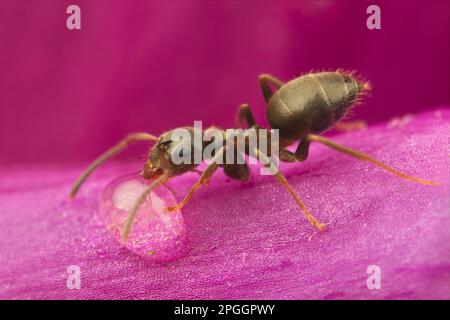 Black Garden ANT (Lasius niger) adulto, bere da goccioline d'acqua su Foxglove (Digitalis sp.) Flower, Leicestershire, Inghilterra, Regno Unito Foto Stock