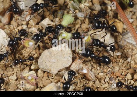 Harvester ant (Messore barbara) lavoratori adulti, specie a testa grande e piccola, raccolta di sementi, vicino a Minerve, Herault, Languedoc-Roussillon, Francia Foto Stock