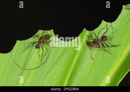 Formici per tagliaunti, formici per tagliaunti, formici per tagliaunti, altri animali, insetti, Animali, Ante, Ante tagliapunti (atta sp.) due adulti, tagliando i segmenti Foto Stock