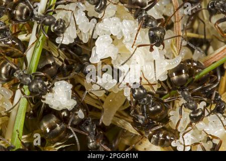 Wood ANT (Formica lemani) lavoratori adulti, che tendono uova e larve in nido, Powys, Galles, Regno Unito Foto Stock