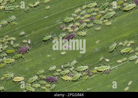 Mealy prugne afide (Hyalopterus pruni) fasi rosse e verdi, varie età, brulicante su foglia di Reed comune (Phragmites australis), Crossness Foto Stock