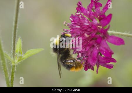 Bumblebee precoce (Bombus pratorum) maschio adulto, nutrirsi di fiori, Essex, Inghilterra, Regno Unito Foto Stock