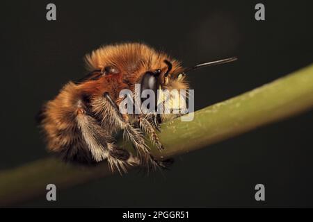 Ape di fiori dal piede peloso (Anthophora plumipes) maschio adulto, addormentato, con le mascelle bloccate sul gambo, Leicestershire, Inghilterra, Regno Unito Foto Stock