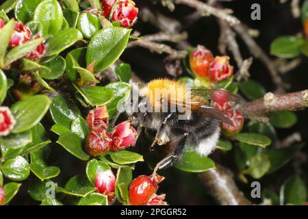 Albero Bumblebee (Bombus hypnorum) adulto maschio, nutrirsi di parete Cotoneaster (Cotoneaster horizontalis) fiori in giardino, Powys, Galles, Regno Unito Foto Stock