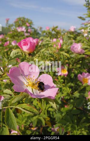 Bumblebee (Bombus pratorum) regina, alimentazione su Dog Rose (Rosa canina) fiore, Powys, Galles, Regno Unito Foto Stock