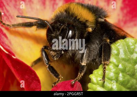 Bumblebee (Bombus terrestris) adulto, con zecca sulla spalla, emergendo da Polyanthus Primrose (Primula polianthus) fiore in giardino Foto Stock