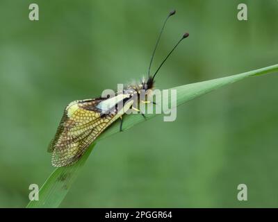 Ascalafide (Libelloides longicornis) femmina adulta, poggiante su foglie d'erba, Alpi Italiane, Italia Foto Stock