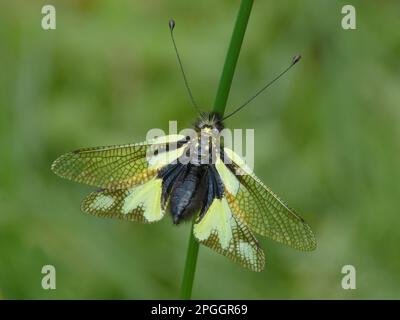 Ascalafide (Libelloides longicornis) femmina adulta, poggiante su fusto erboso, Alpi italiane, Italia Foto Stock