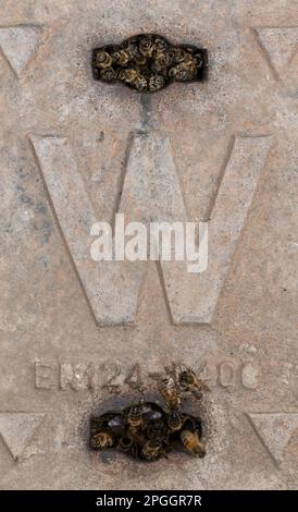 Western Honey Bee (Apis mellifera) lavoratori, gruppo all'ingresso nido, nidificazione nella camera idrante Thames, comportamento estremamente insolito come miele Foto Stock