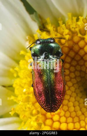 Coleottero a collo di lupo (Anthaxia fulgurans), femmina adulta, che si nutre del fiore della margherita bue-eye (Leucanthemum vulgare), Causse de Gramat Foto Stock