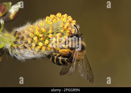 Ape mineraria a zampe gialle (cavipes Andrena) adulto, nutrirsi di Goat Willow (Salix caprea) fiore, Blashford Lakes Nature Reserve, Avon Valley, New Foto Stock