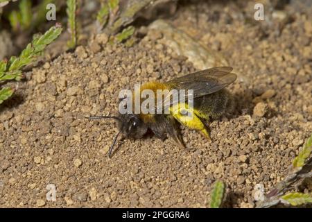 Ape di sabbia, ape minatrice di clark (Andrena clarkella), ape di terra, api di terra, altri animali, insetti, Animali, Clarke's Mining Bee adulto femmina, in cerca Foto Stock