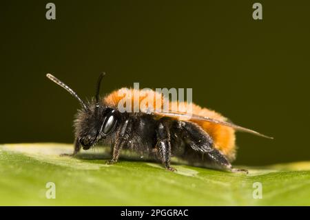 Tawny Mining Bee (Andrena fulva) adulto, riposante su foglia di edera in giardino, Belvedere, Bexley, Kent, Inghilterra, Regno Unito Foto Stock