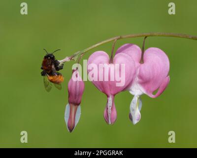 Tawny Mining Bee (Andrena fulva) adulto, riposante su cuore di sanguinamento (Dicentra spectabilis) gambo con fiori in giardino, Leicestershire, Inghilterra, Unito Foto Stock