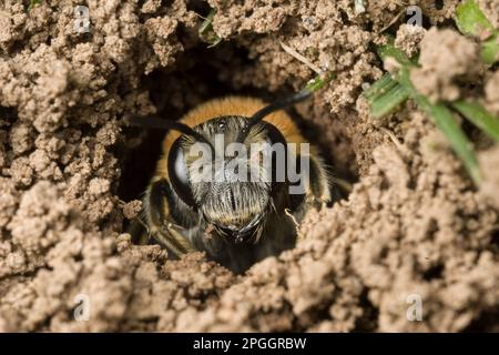 Ape di sabbia a cresta rossa, ape di terra a cresta rossa, api da estrazione precoce (Andrena hemorroa), api di terra a cresta rossa, ape, api, altri animali, Insetti Foto Stock