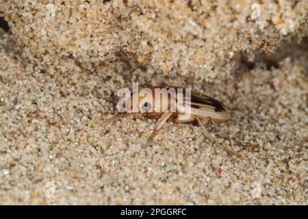 Beachcomber Beetle (Nebria complanata) adulto, sotto strandline detriti sulla spiaggia, Gower Peninsula, Glamorgan, Galles, Regno Unito Foto Stock