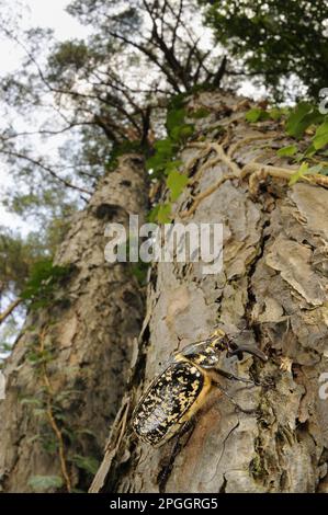 Pine Chaffer (Polyphylla fullo) maschio adulto, arrampicata su tronco di pino, Italia Foto Stock