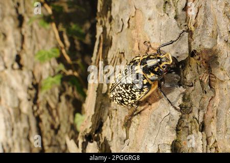 Pine Chaffer (Polyphylla fullo) maschio adulto, arrampicata su tronco di pino, Italia Foto Stock