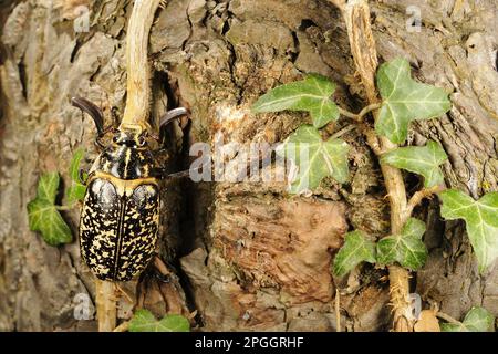 Pine Chaffer (Polyphylla fullo) maschio adulto, aggrappato al fusto di edera sul tronco di pino, Italia Foto Stock