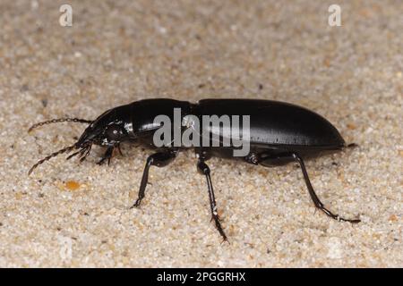 Beetle di terra di grande testa (cefalotes di Broscus) adulto, su strandline, Studland Beach, Dorset, Inghilterra, Regno Unito Foto Stock