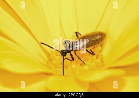 Beetle scuro (Lagria hirta) adulto, nutrirsi di polline da fiore giallo in giardino, Thirsk, North Yorkshire, Inghilterra, Regno Unito Foto Stock