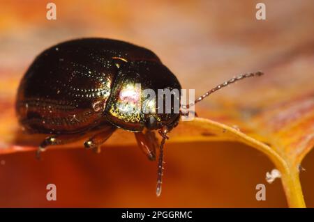 Scarabeo rosmarino (Chrysolina americana) ha introdotto specie, adulte, sulla foglia autunnale in giardino, Belvedere, Bexley, Kent, Inghilterra, Regno Unito Foto Stock