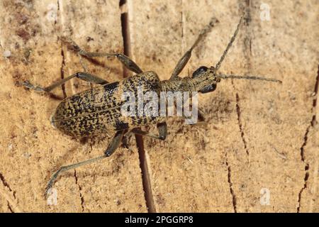 Pinza a macchie nere per adulti con coleottero di supporto (Rhagium mortax) in piedi su ceppo di quercia tagliato (Quercus sp.), Powys, Galles, Regno Unito Foto Stock