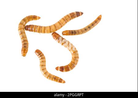 Mealworm giallo (Tenebrio molitor) larve di coleotteri Foto Stock