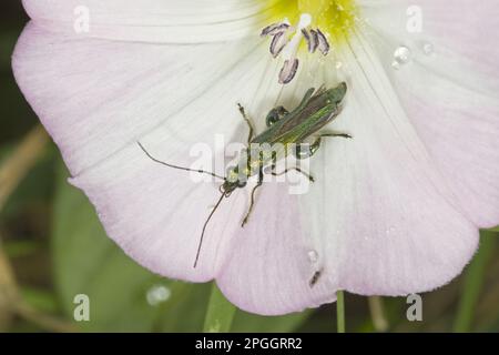 Coleottero a zampe spesse (Oedemera nobilis), maschio adulto, sul fiore dell'erbaccia di campo (Convolvulus arvensis), Norfolk, Inghilterra Foto Stock