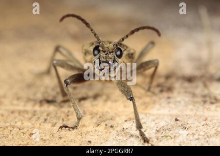 Pinza a macchie nere per adulti con coleottero di supporto (Rhagium mortax) in piedi su ceppo di quercia tagliato (Quercus sp.), Powys, Galles, Regno Unito Foto Stock