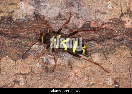 Montone vero, montone comune, coleottero vespa, montone vero, montone comune, Coleotteri, altri animali, insetti, coleotteri, animali, WASP Beetle Clytus ariet Foto Stock