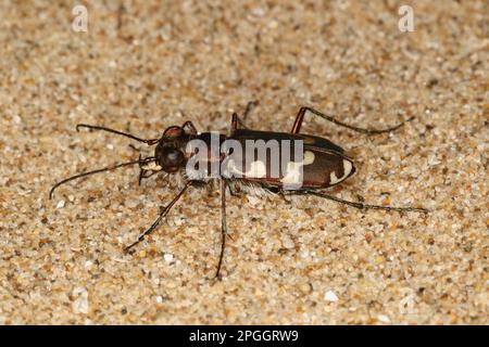 Scarabeo di sabbia costiera (Cicindela maritima), altri animali, insetti, scarabei, animali, Dune Tiger Beetle adulto, sulla duna di sabbia costiera, Gower Peninsula Foto Stock