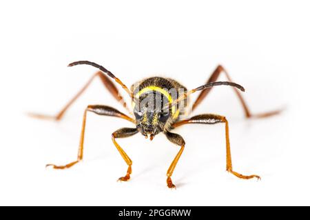 Montone vero, montone comune, coleottero vespa, montone vero, montone comune, Coleotteri, altri animali, insetti, coleotteri, animali, WASP Beetle Clytus ariet Foto Stock