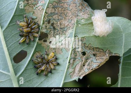 Arancio tartaruga Beetle (Aspidimorfa westwoodii) larve appena emerse, gruppo con ootheca su foglia con danno da alimentazione, Trivandrum, Thiruvananthapuram Foto Stock