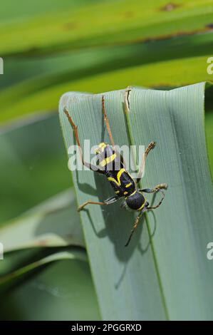 Montone vero, montone comune, coleottero vespa, montone vero, montone comune, Coleotteri, altri animali, insetti, coleotteri, animali, WASP Beetle Clytus ariet Foto Stock