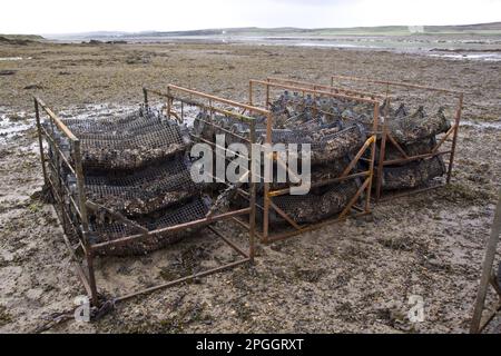 Le ostriche sono coperte dalla marea in Loch Gruinart su Islay Foto Stock