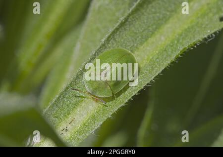 Coleottero tartaruga di Thistle (coleottero di Cassida (Chrysomelidae), altri animali, insetti, coleotteri, animali, Beetle tartaruga Thistle adulto, riposante sopra Foto Stock