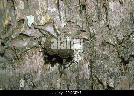 Coleottero tenebrionide gigante (Polpositus herculeanus) adulto, su corteccia, isola di Fregate, Seychelles Foto Stock