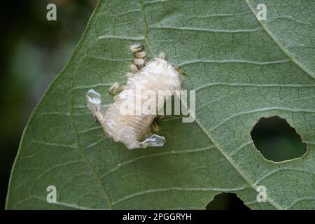 Arancio tartaruga Beetle (Aspidimorfa westwoodii) larve appena emerse, gruppo con ootheca su foglia con danno da alimentazione, Trivandrum, Thiruvananthapuram Foto Stock