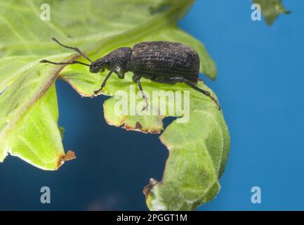 Black Vine Weevil (Otiorhynchus sulcatus) adulto, riposante su foglia, Whitewell, Lancashire, Inghilterra, Regno Unito Foto Stock