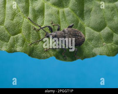 Black Vine Weevil (Otiorhynchus sulcatus) adulto, riposante su foglia, Whitewell, Lancashire, Inghilterra, Regno Unito Foto Stock