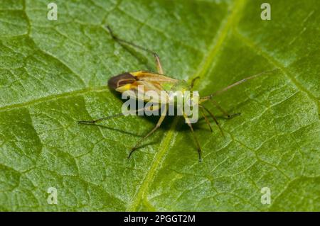 Baco del capside della patata (Closterotomus norvegicus) adulto, che riposa su foglia, riserva naturale di Staveley, North Yorkshire, Inghilterra, Regno Unito Foto Stock