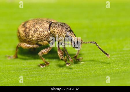 Black Vine Weevil (Otiorhynchus sulcatus) adulto, a piedi su foglia in giardino, Thirsk, North Yorkshire, Inghilterra, Regno Unito Foto Stock