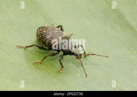 Black Vine Weevil (Otiorhynchus sulcatus) adulto, in piedi su foglia, Essex, Inghilterra, Regno Unito Foto Stock