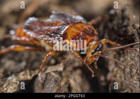 Scarafaggio americano (Periplaneta americana), scarafaggio americano grande, scarafaggio americano, altri animali, insetti, Animali, American Cockroach adulti Foto Stock