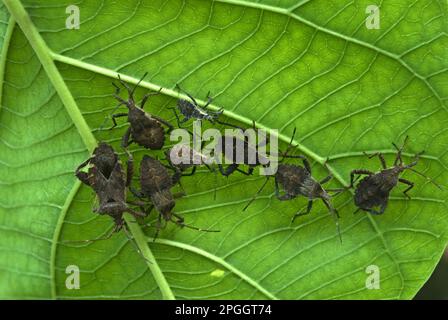L'insetto con le foglie dalle punte arancioni (Anasa tristis) ha introdotto specie, adulti e ninfe, gruppo sul lato inferiore delle foglie, Trivandrum, Kerala, India Foto Stock
