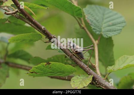 Bush-cricket scuro (Pholidoptera griseoaptera) maschio adulto, riposante sul ramoscello di nocciolo, Bretagna, Francia Foto Stock