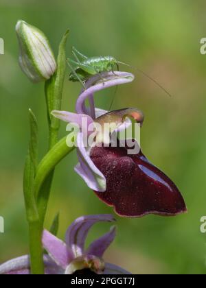 Bush-cricket macchiato (Leptophytes punctatissima) primo instar giovane, riposante sui setti del fiore di Orchidea di Horseshoe (Ophrys ferrum-equinum), Peloponesos Foto Stock