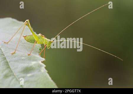 Bush-cricket macchiato (Leptophytes punctatissima) maschio adulto, riposante su foglia, Suffolk, Inghilterra, Regno Unito Foto Stock