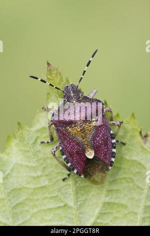 Sloe Bug (Dolycoris baccarum) adulto, riposante su foglia, Leicestershire, Inghilterra, Regno Unito Foto Stock